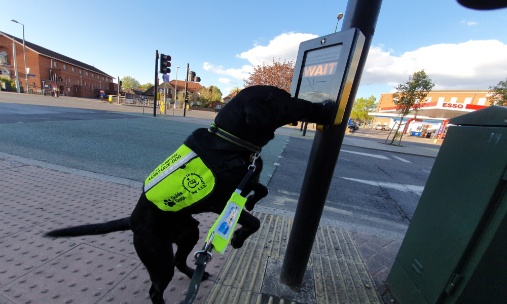 Picture of a guide dog pressing a pedestrian crossing push button