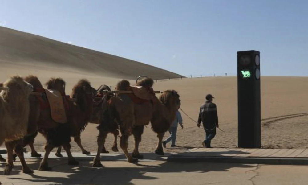 Picture of a camel signalised crossing in a desert